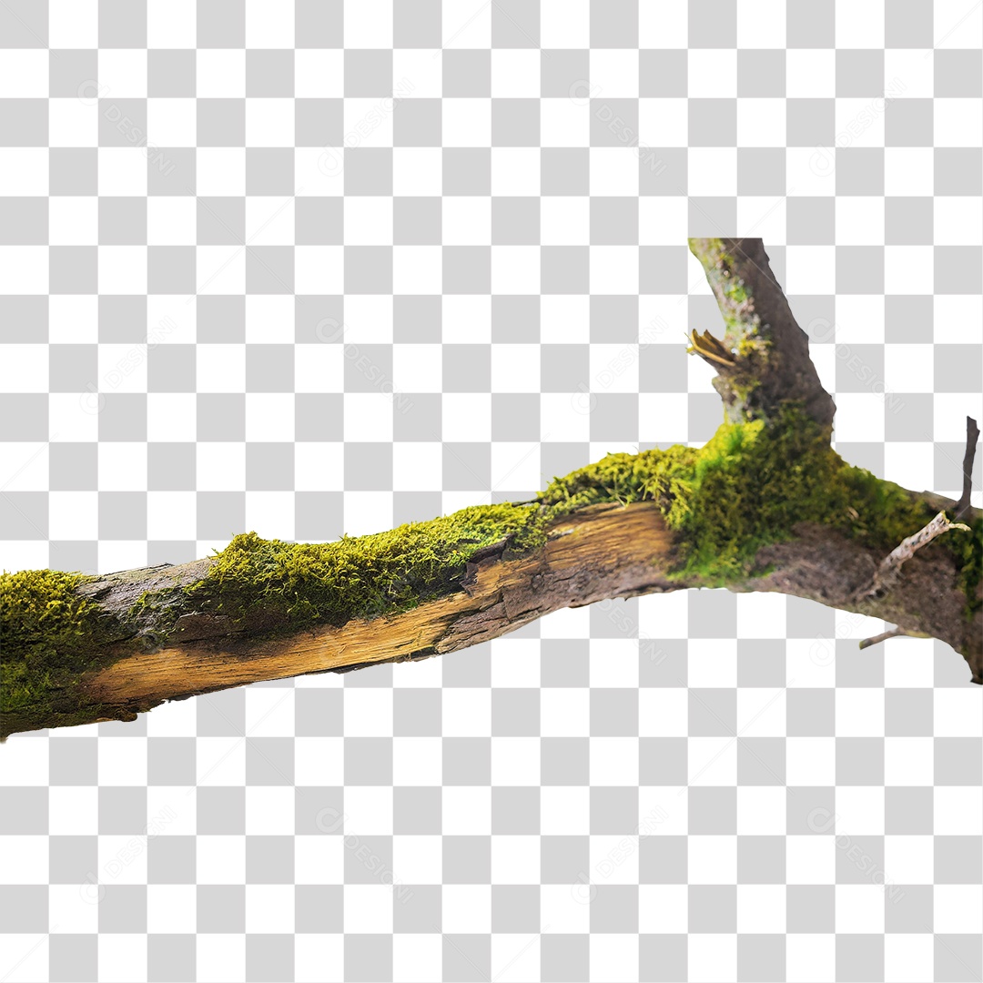 Galho Velho Coberto de Musgo PNG Transparente