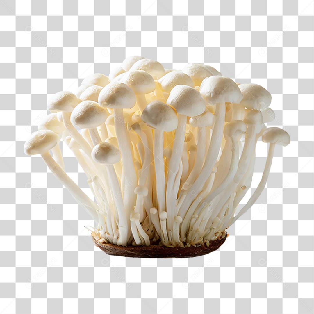 Cogumelos Fungo PNG Transparente