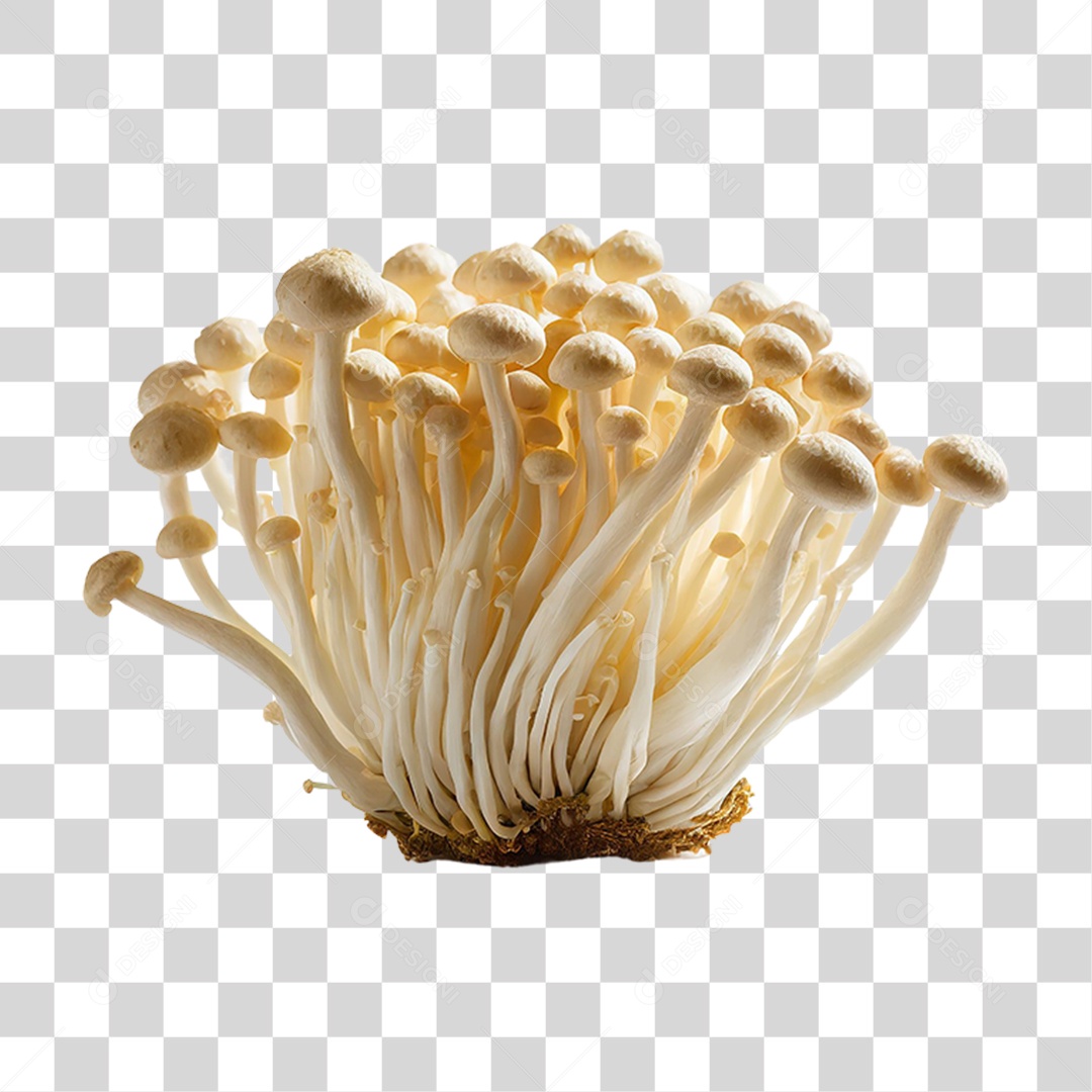 Cogumelos Fungo PNG Transparente