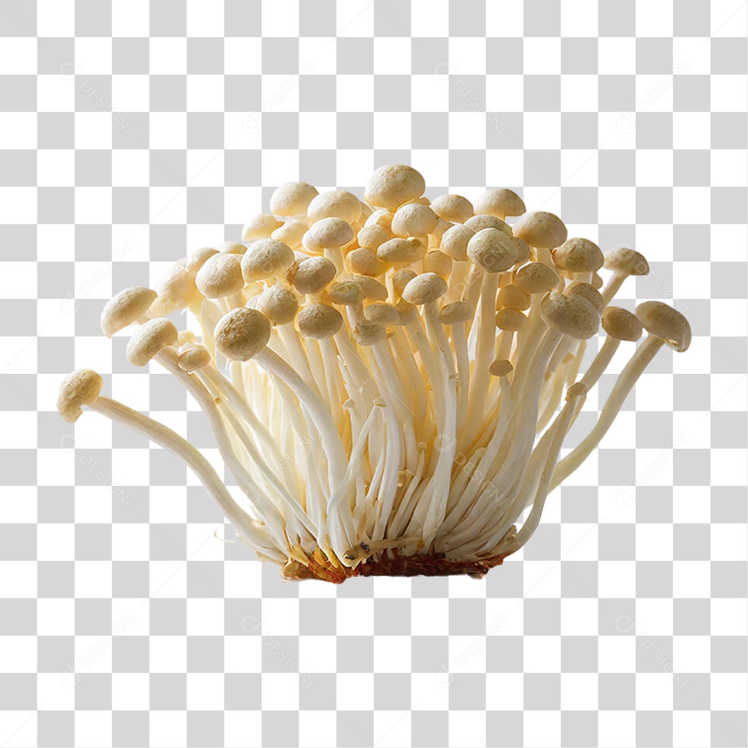 Cogumelos Fungo PNG Transparente