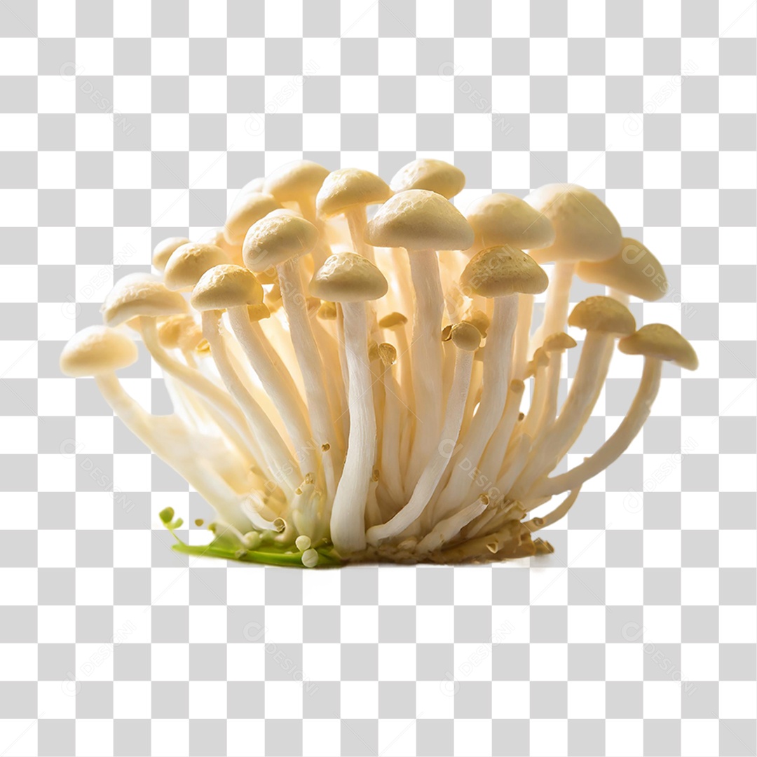 Cogumelos Fungo PNG Transparente