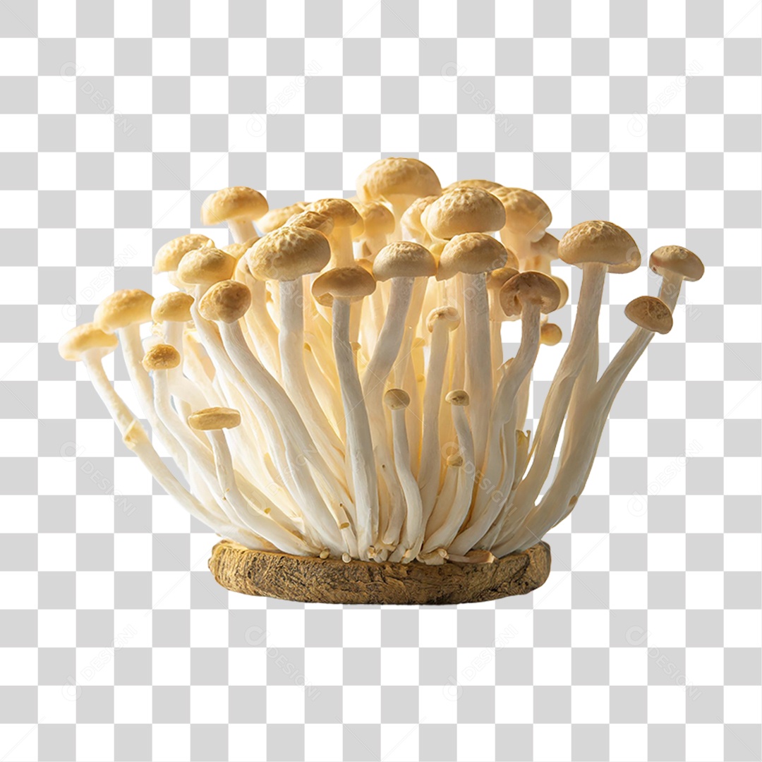 Cogumelos Fungo PNG Transparente