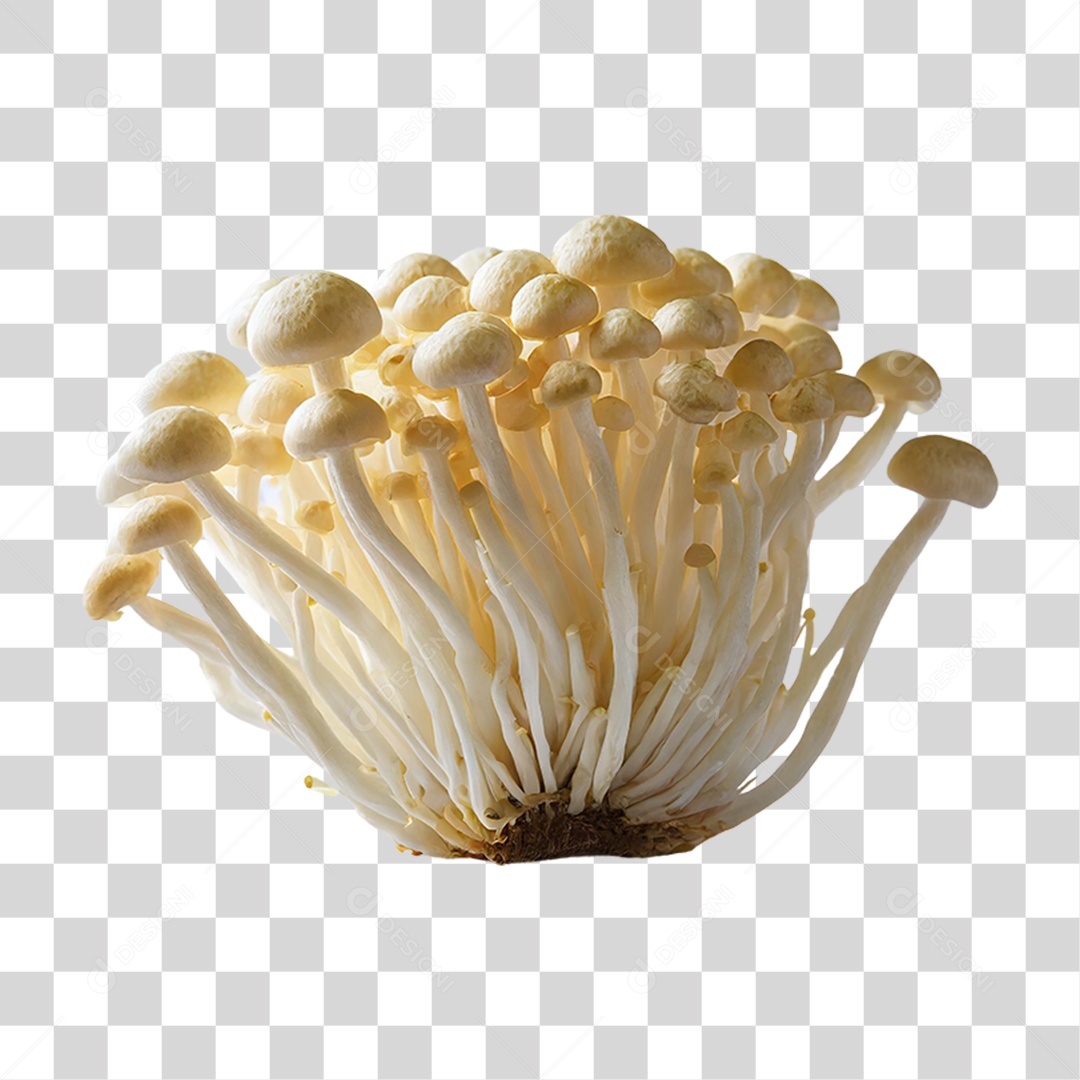 Cogumelos Fungo PNG Transparente