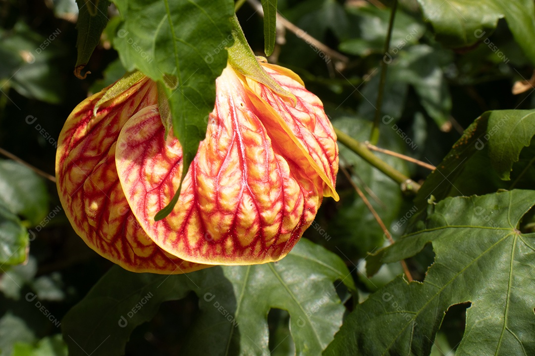 Foto macro de flor amarela e vermelha