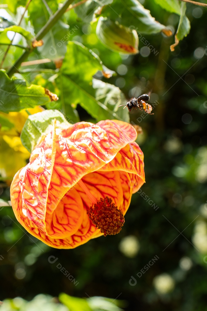 Yellow and red flower