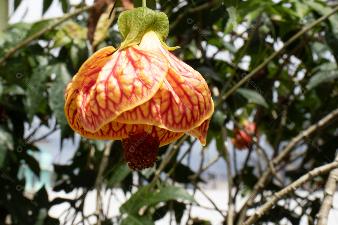 Flor vermelha e amarela