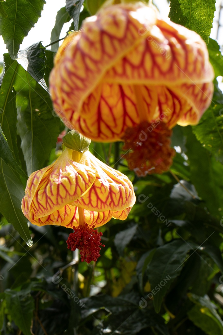 Flor amarela e vermelha