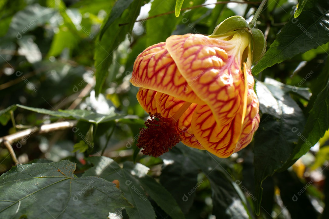 Flor amarela e vermelha