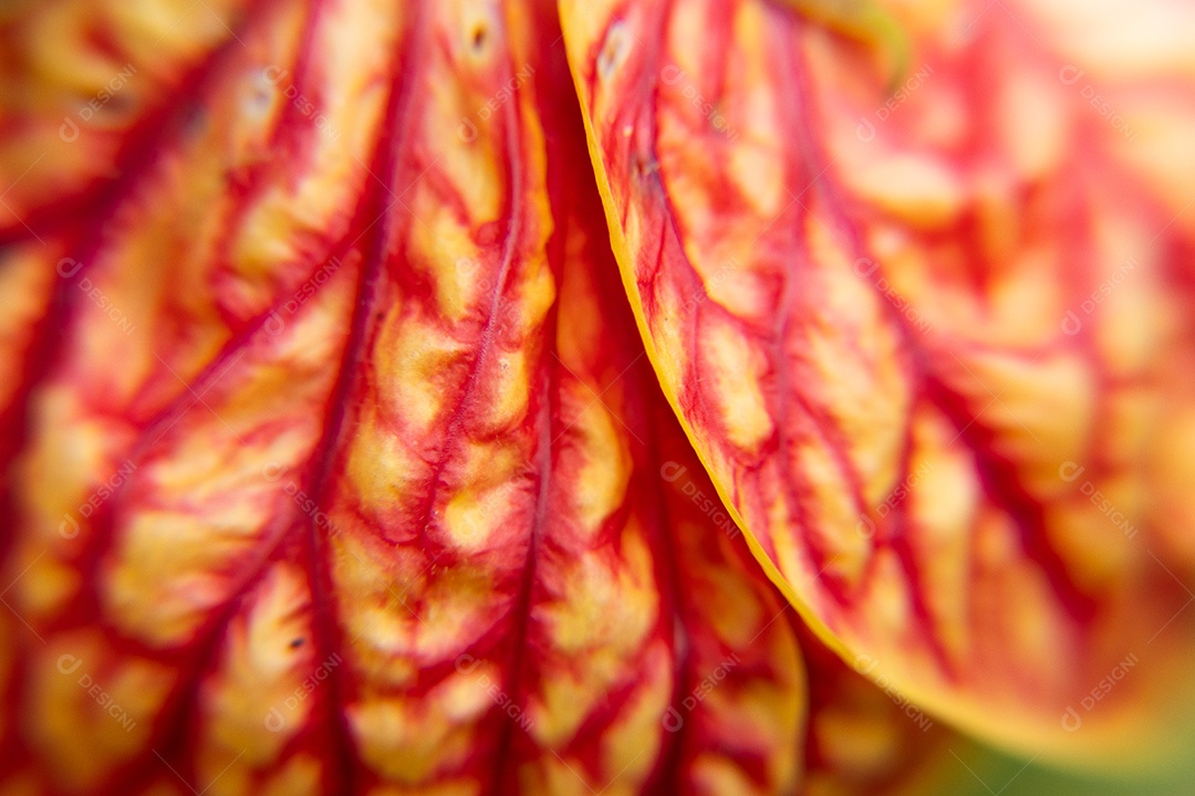 Foto macro de flor amarela e vermelha