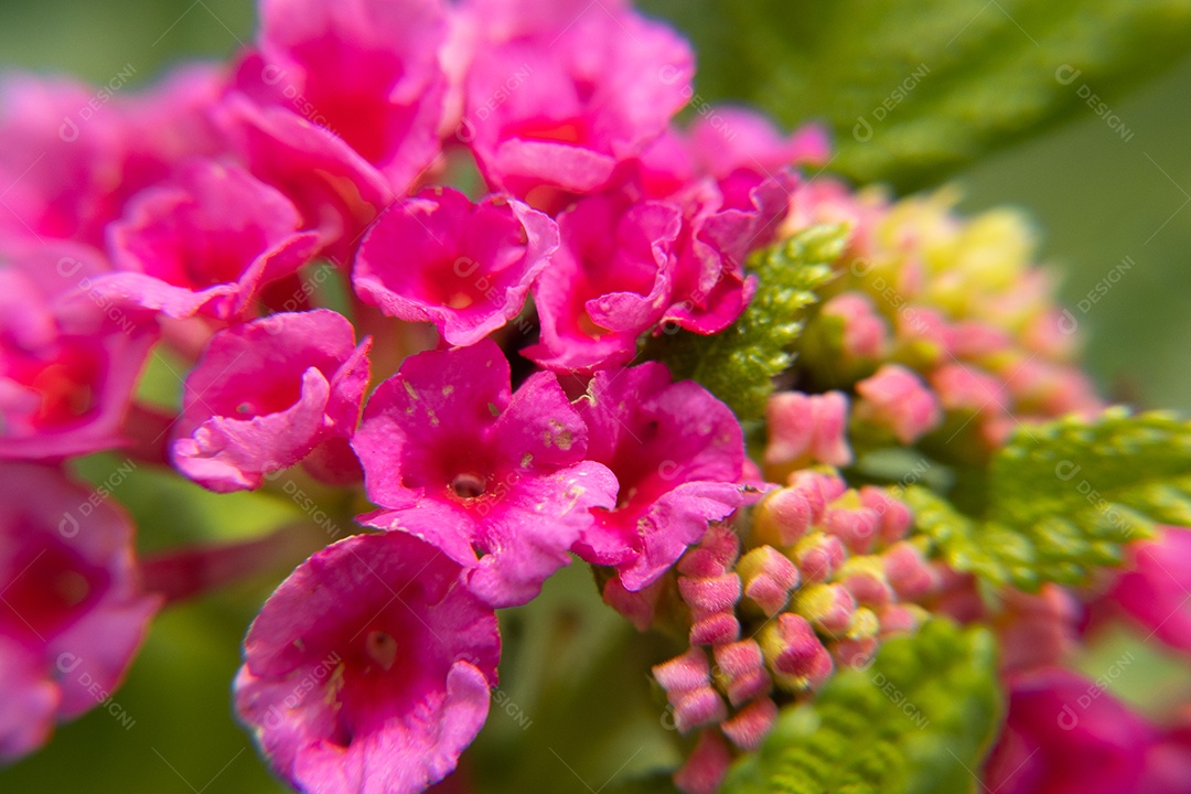 Macro de flor rosa claro em detalhes