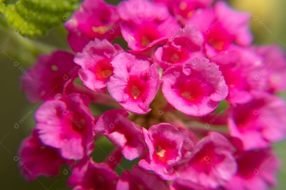 Macro de flor rosa claro em detalhes