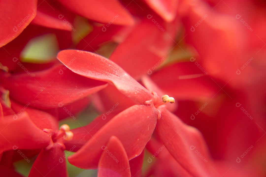 Foto macro de flor vermelha