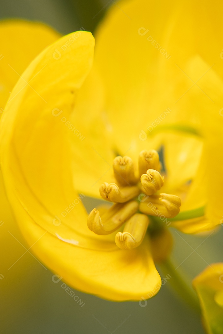 Planta cássia de asião amarela
