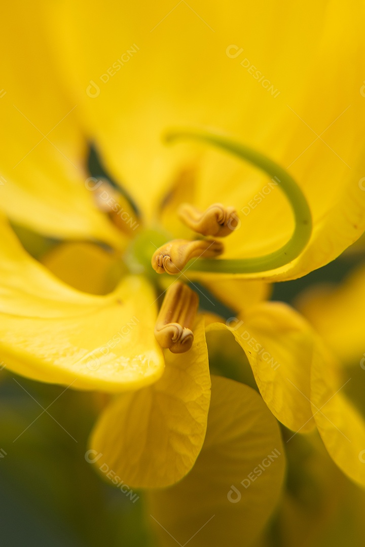 Planta cássia de asião