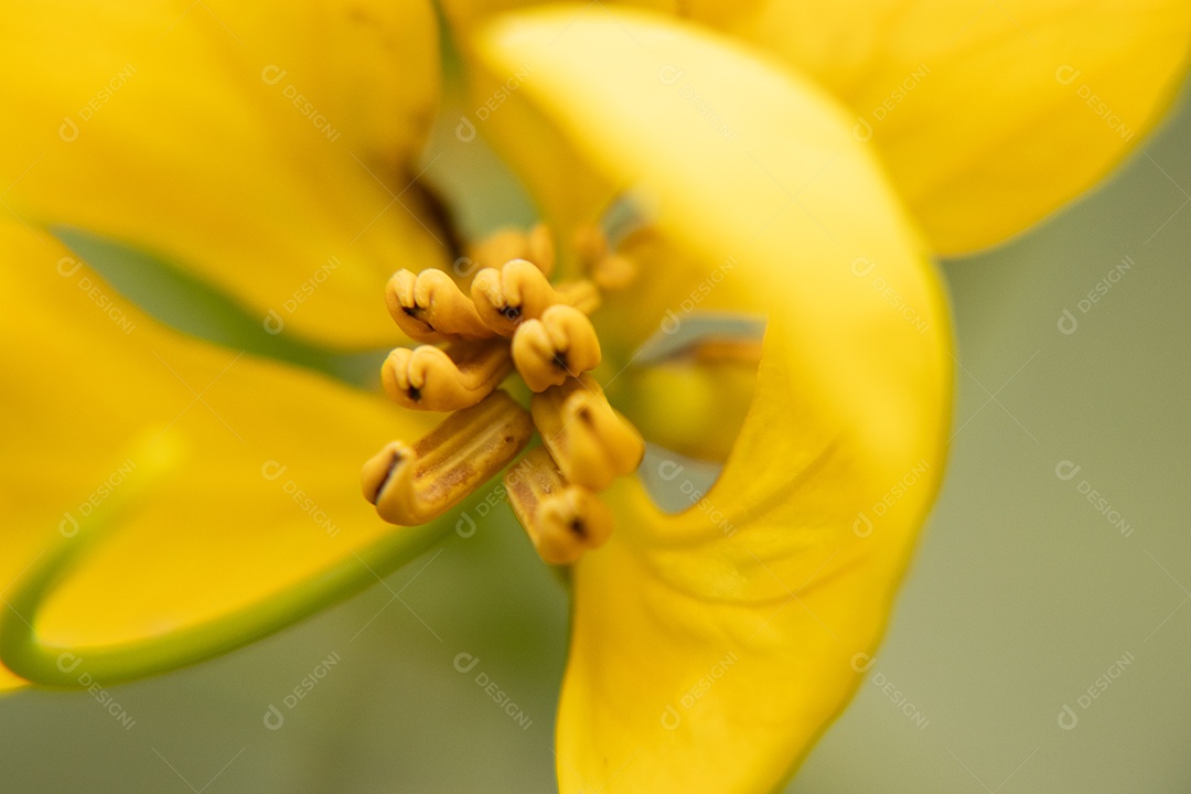 Planta floral cássia de asião amarela