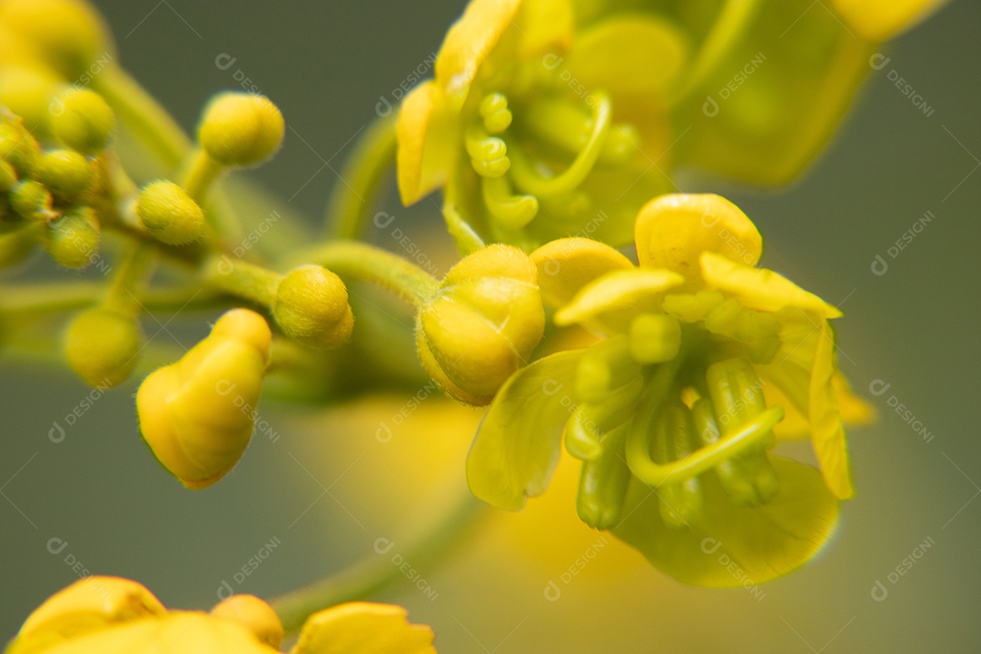 Macro de flor amarela