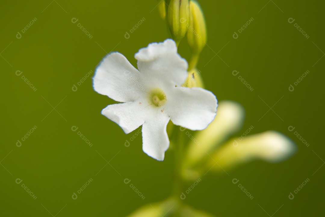 Macro de flor branca