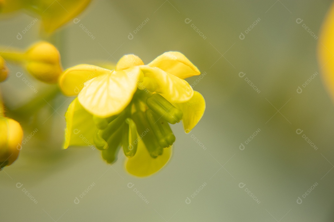 Macro de flor amarela