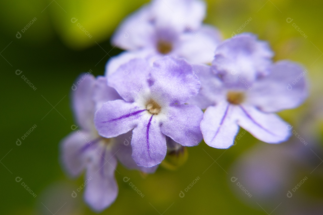 Flores duaranta erecta