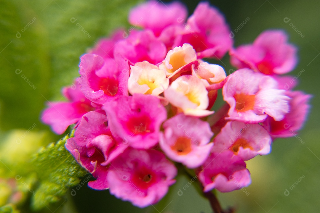 Lantana rosa flor medicinal