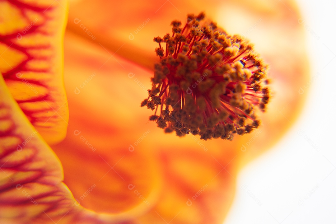 Flor amarela e vermelha