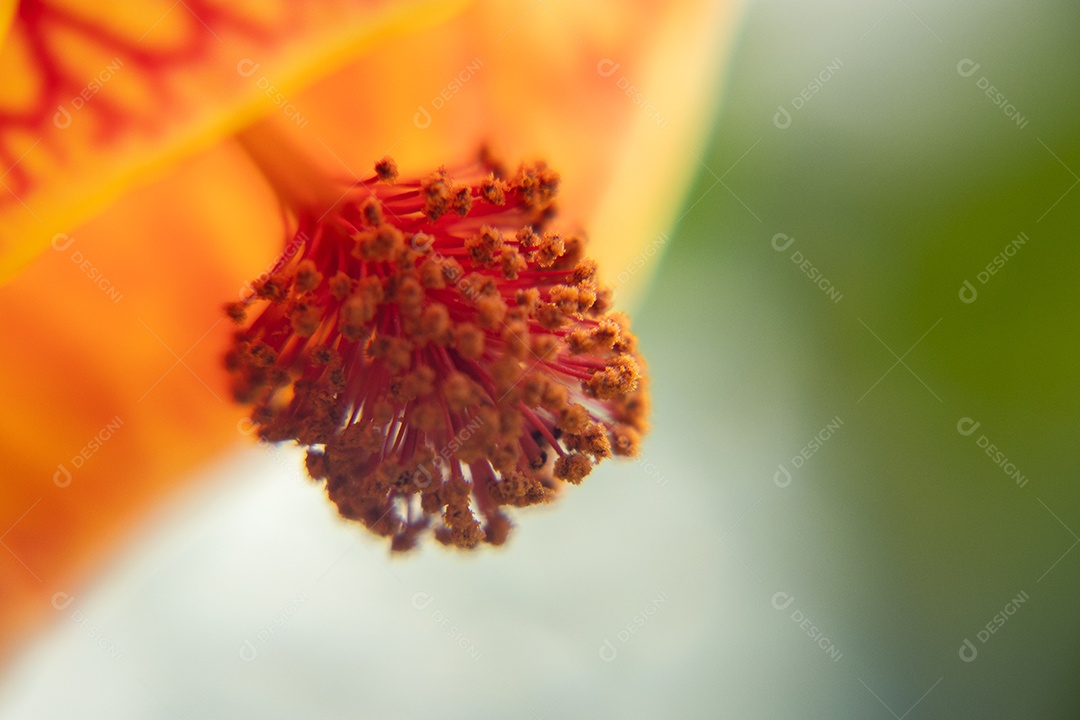 Yellow and red flower