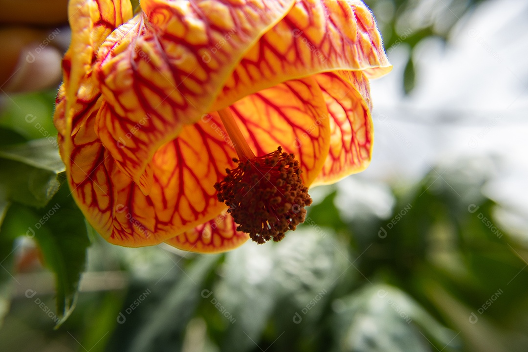 Macro de flor amarela e vermelha