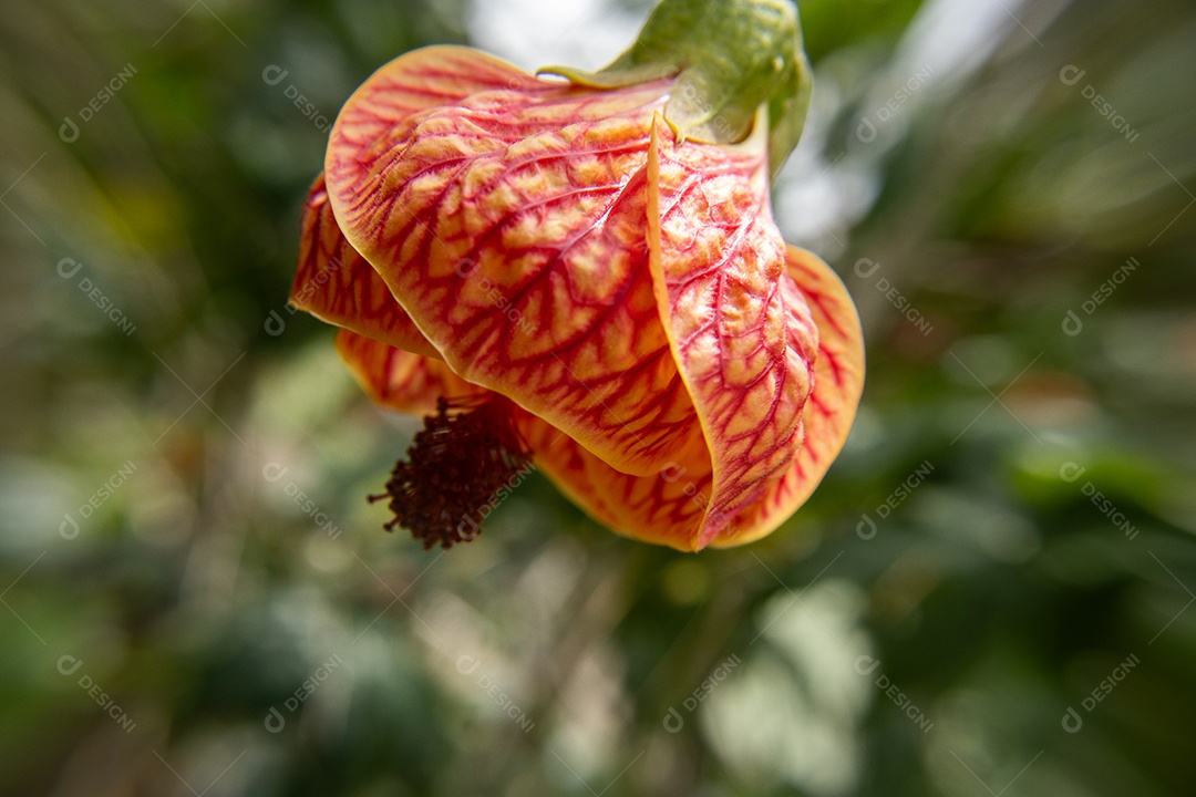Macro de flor amarela e vermelha