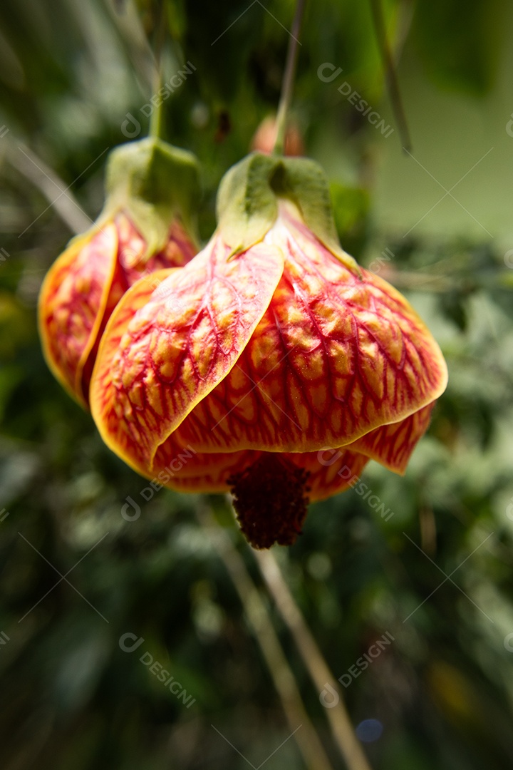 Macro de flor amarela e vermelha