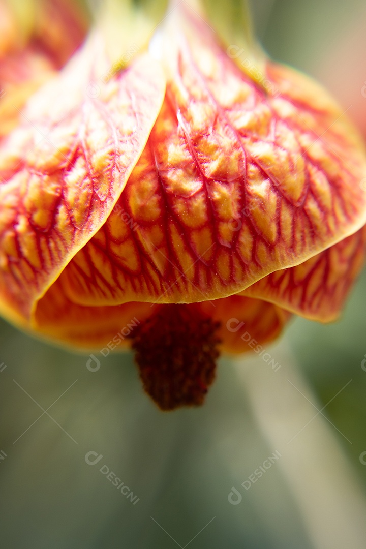 Macro de flor amarela e vermelha