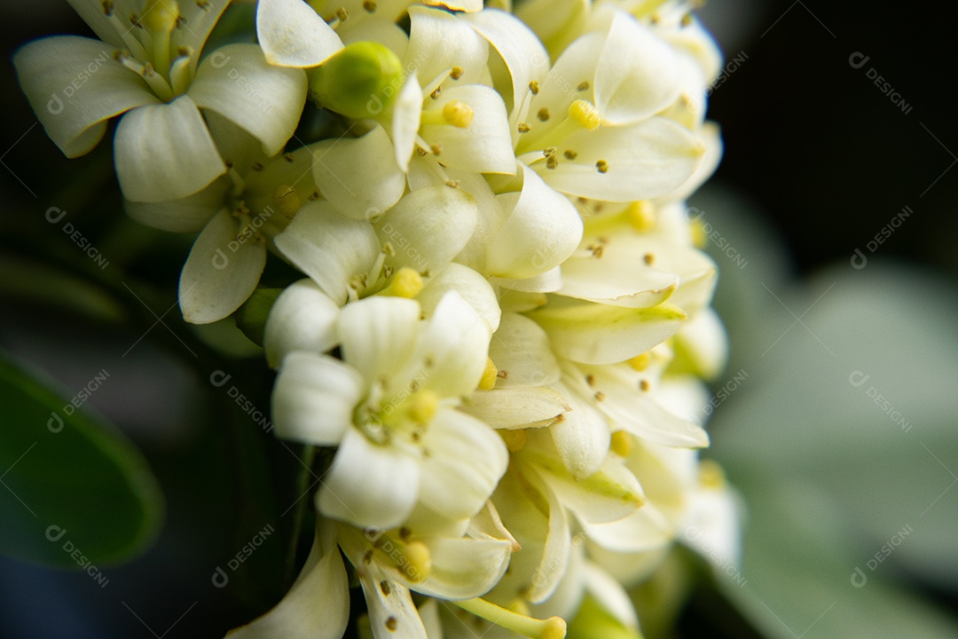 Macro de flor branca murta viva