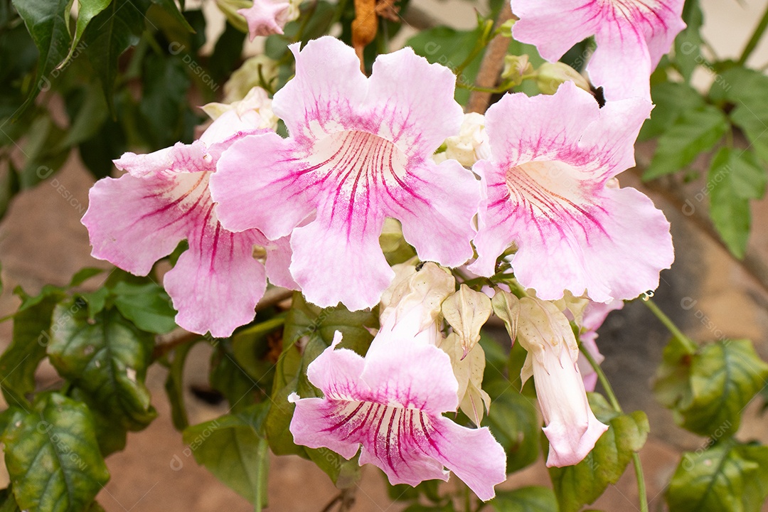 Flores de sete léguas rosas claro