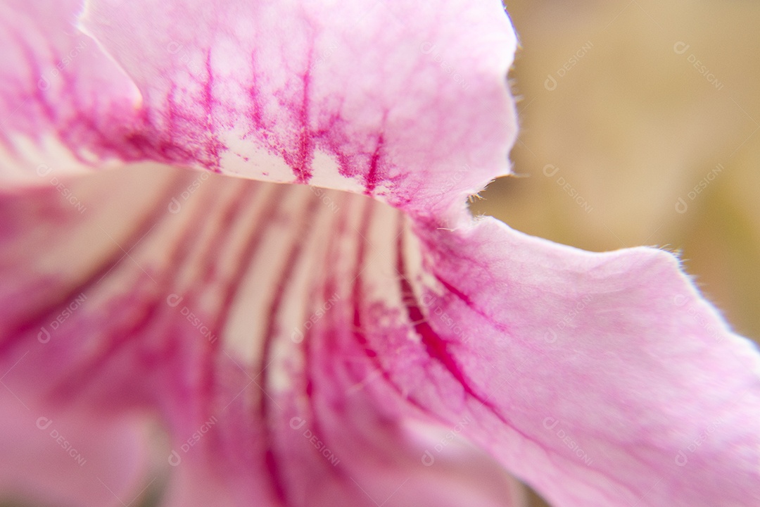 Detalhes aproximado de uma flor sete léguas rosa claro