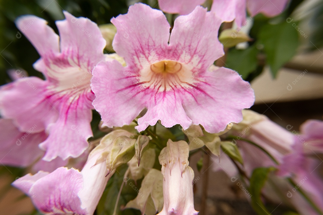 Super perto da flor rosa claro