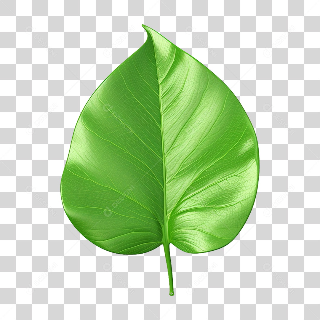 Folha Verde PNG Transparente