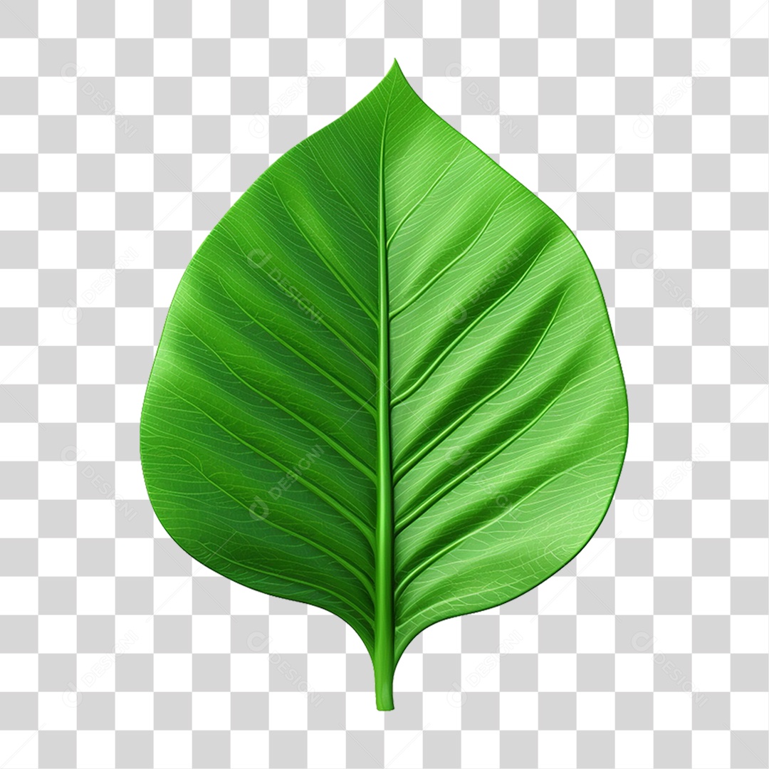 Folha Verde PNG Transparente