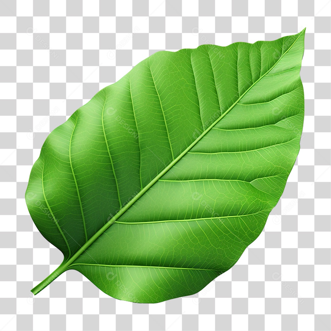 Folha Verde PNG Transparente
