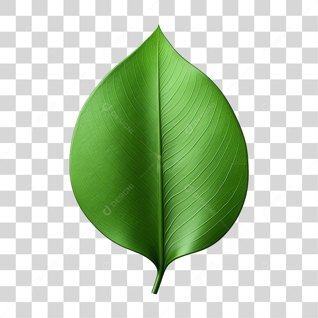 Transparent PNG Green Leaf