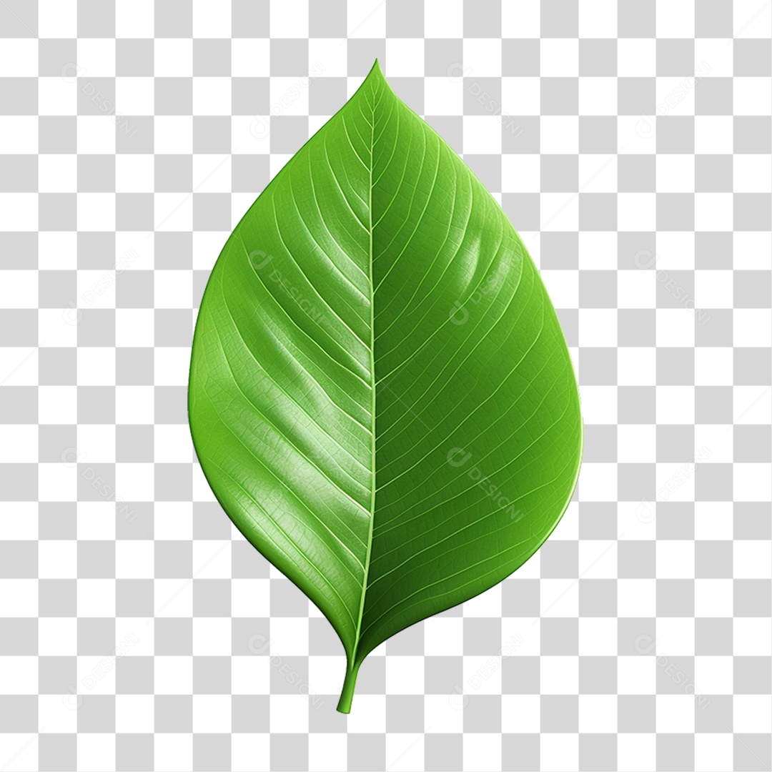 Folha Verde PNG Transparente