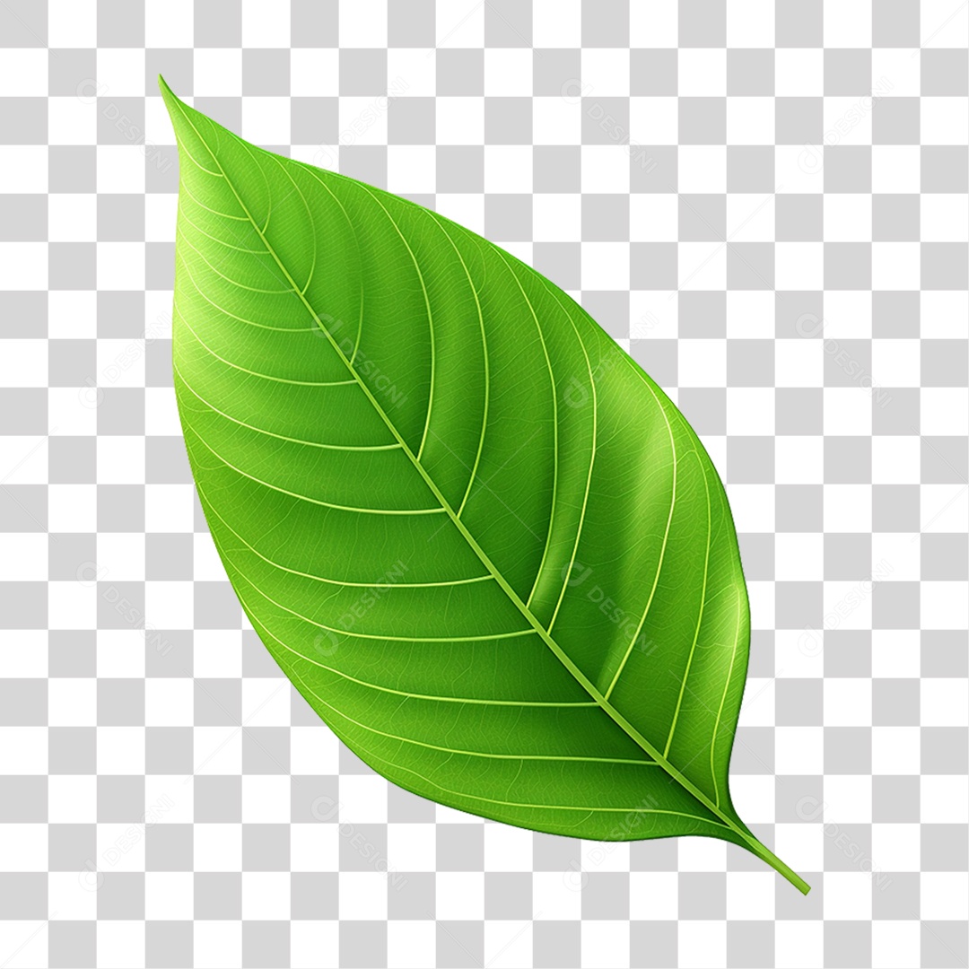 Transparent PNG Green Leaf
