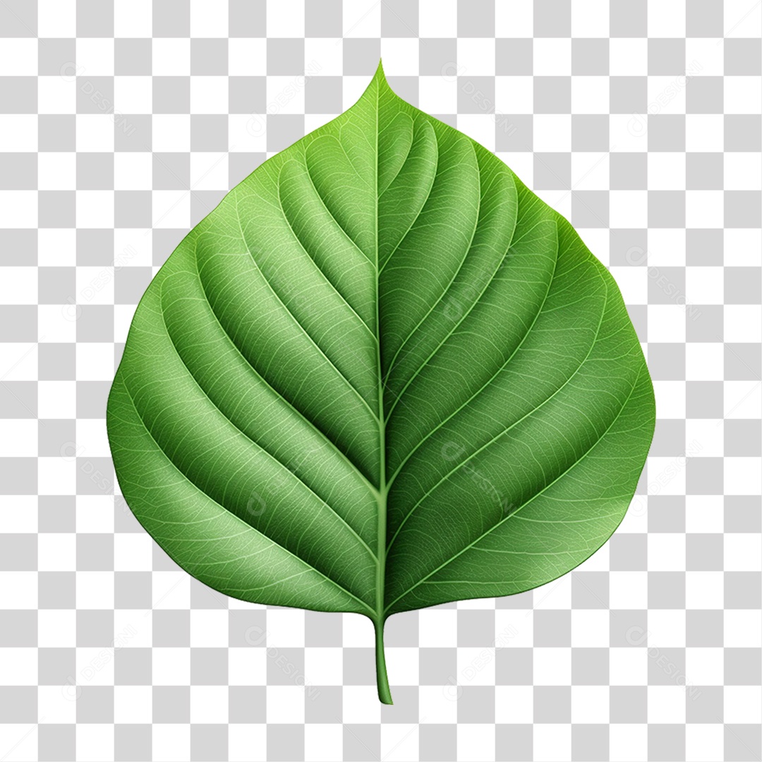 Folha Verde PNG Transparente