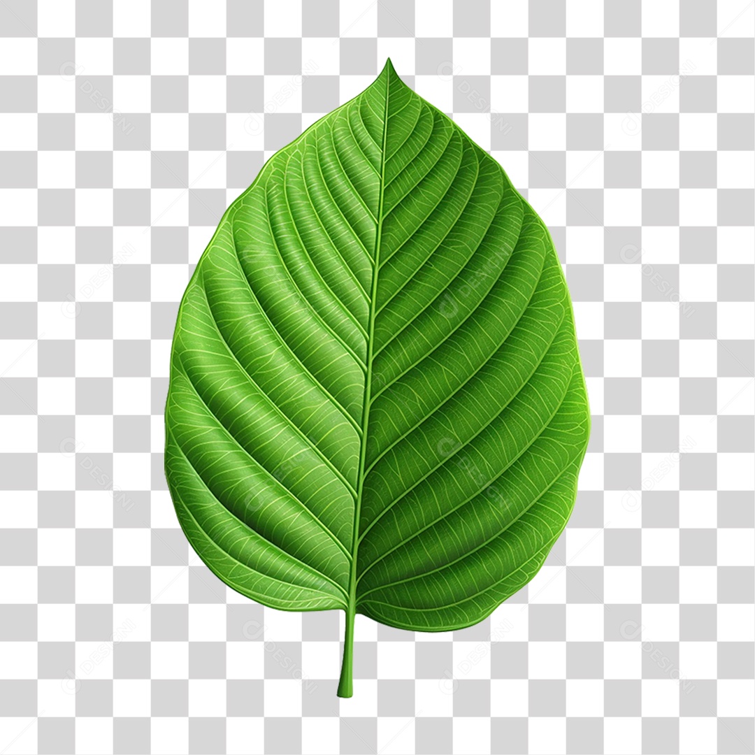 Folha Verde PNG Transparente