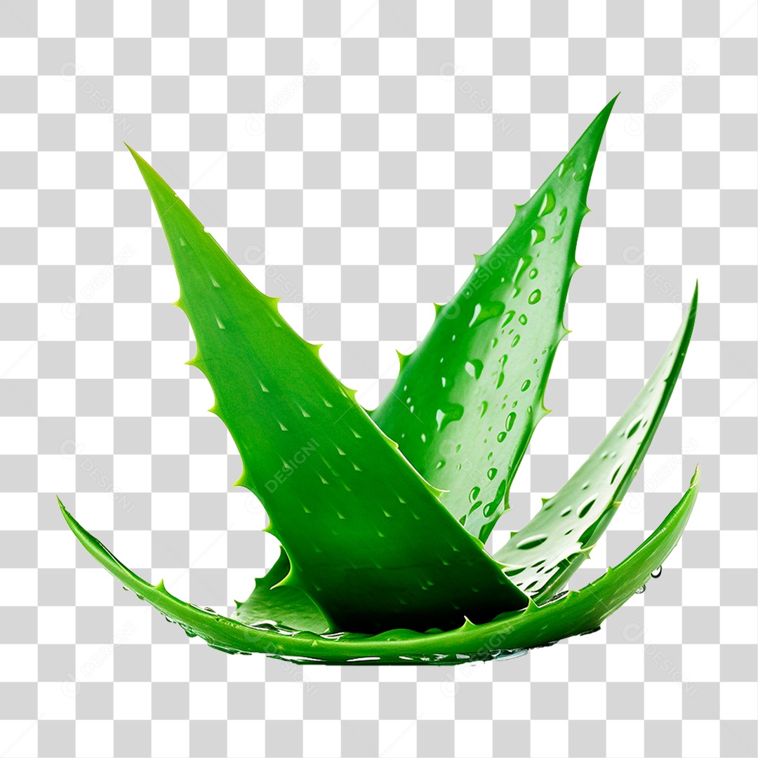 Babosa PNG Transparente