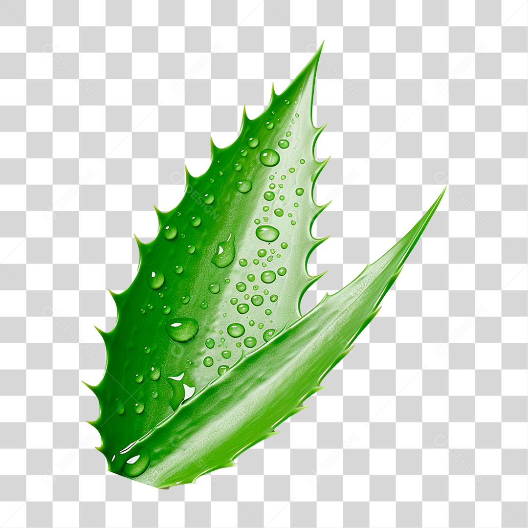 Babosa PNG Transparente