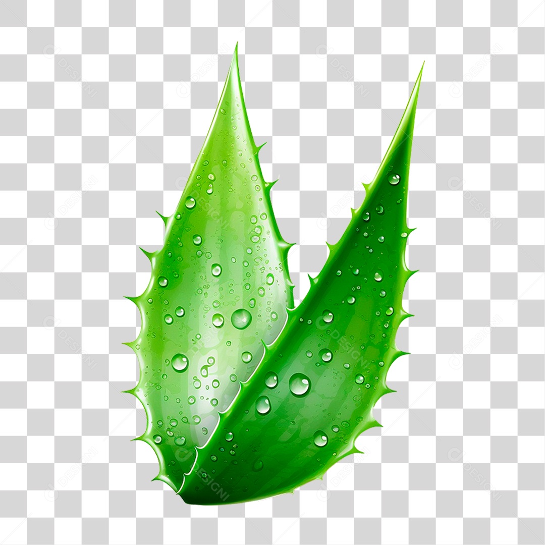 Babosa PNG Transparente