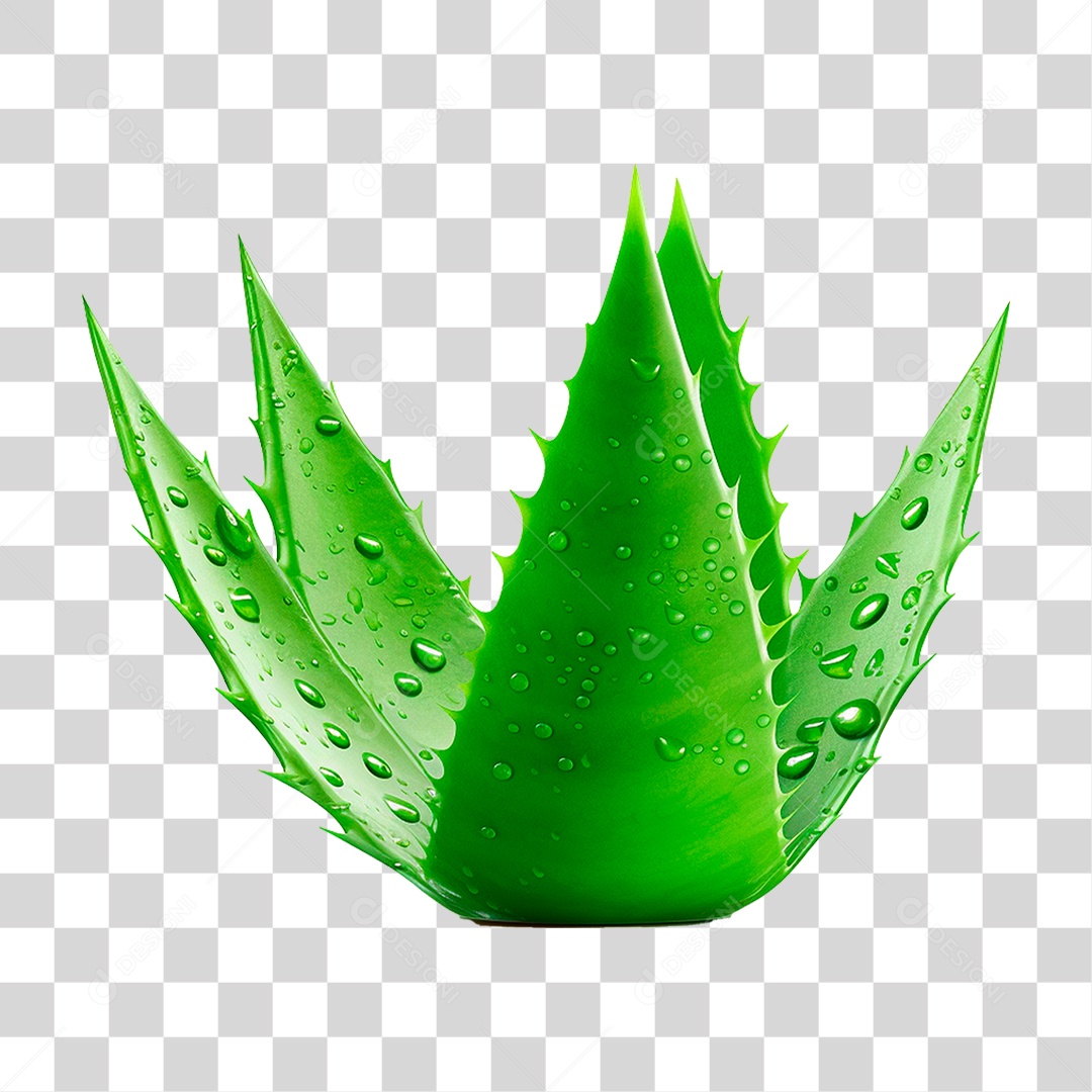 Babosa PNG Transparente