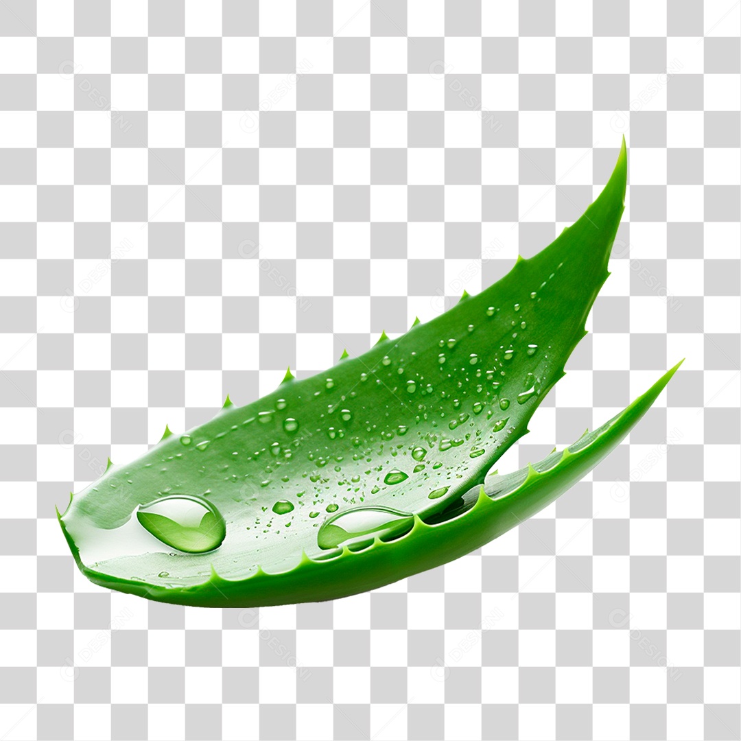 Babosa PNG Transparente