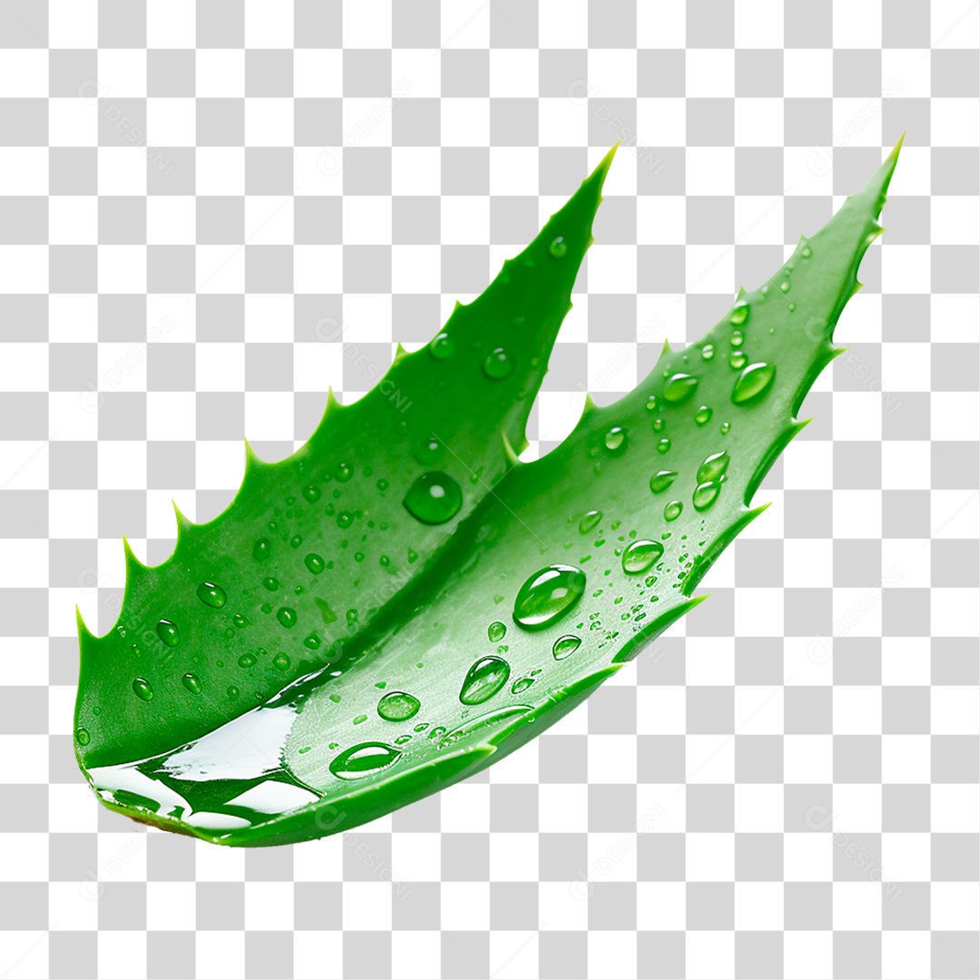 Babosa PNG Transparente