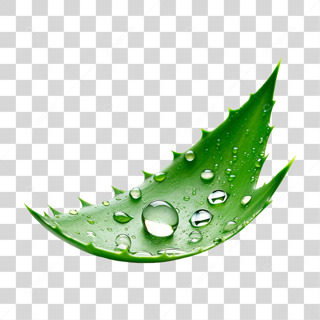 Babosa PNG Transparente