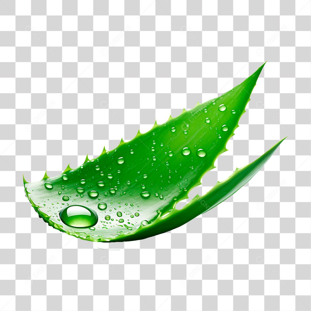 Babosa PNG Transparente